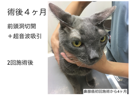 前頭洞切開と超音波吸引を実施した猫の鼻腺癌の１例.017.jpeg