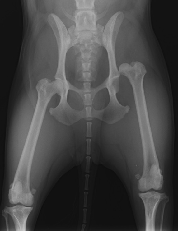 股関節脱臼１.jpg