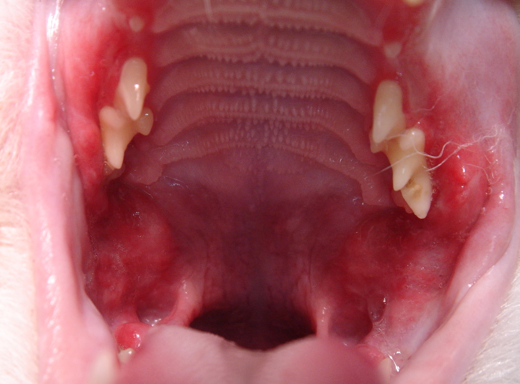 猫齿龈炎—口炎—咽炎 - 知乎